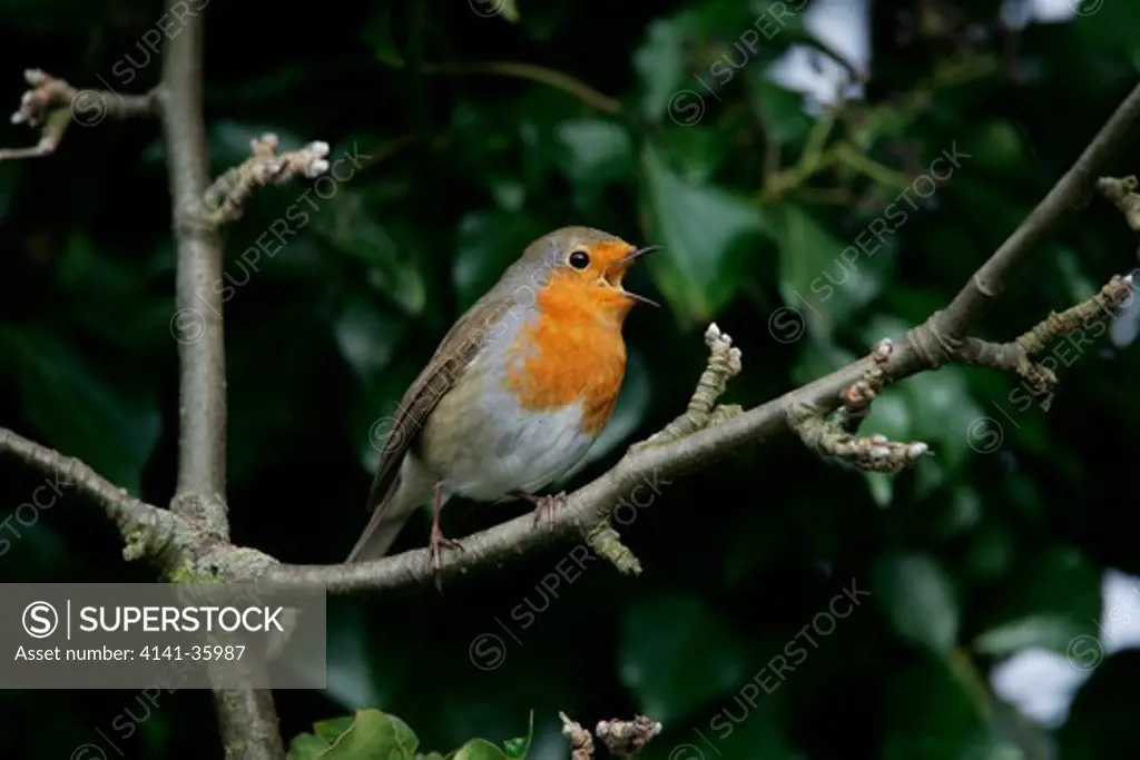 robin singing erithacus rubecula essex, uk