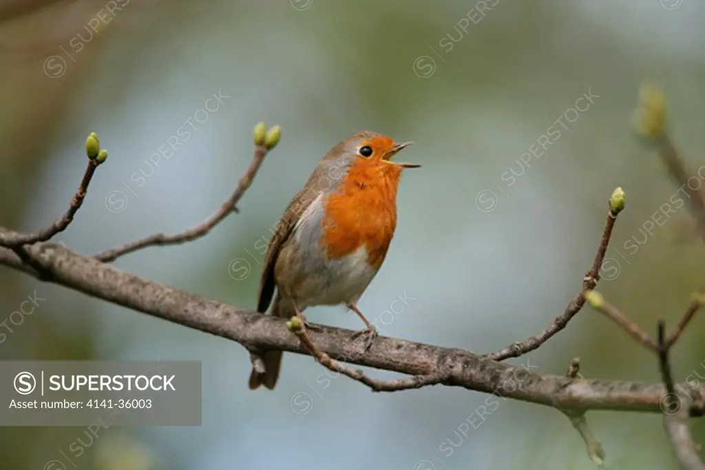 robin singing erithacus rubecula essex, uk