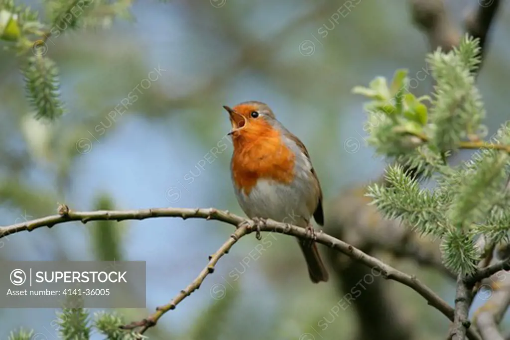 robin singing in willow tree erithacus rubecula essex, uk