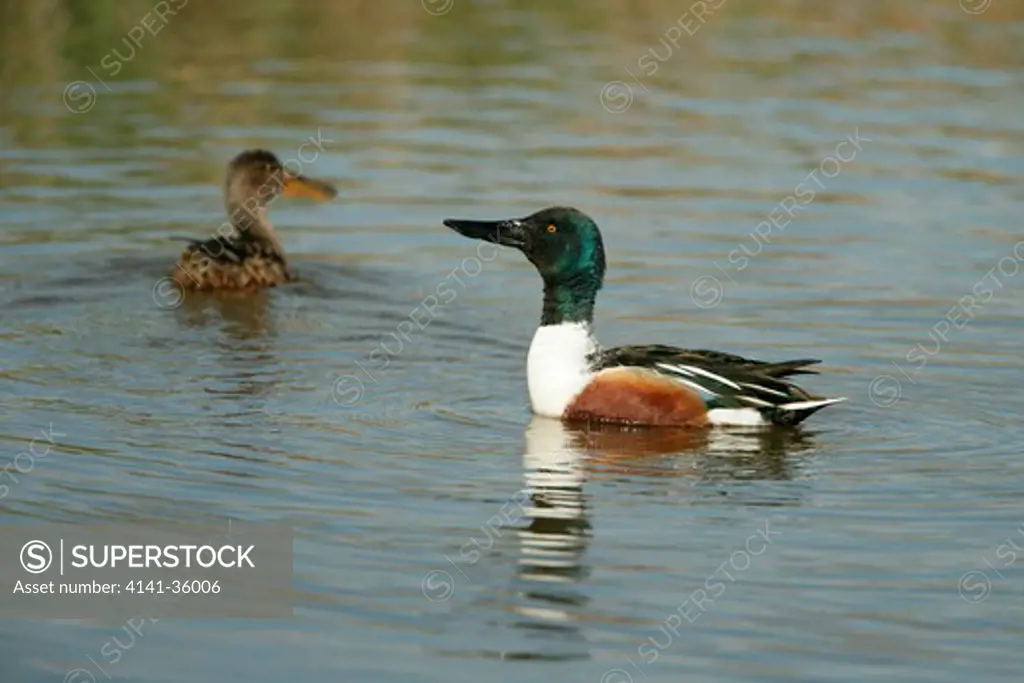 shoveler male with female anas clypeata head raised in display against rival male minsmere rspb reserve, suffolk, uk