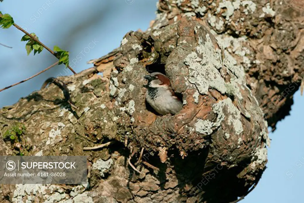 house sparrow male passer domesticus at entrance to nest hole in elm tree isles of scilly