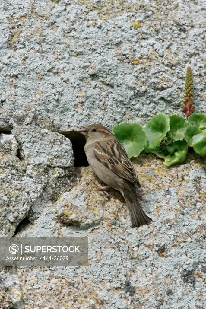 house sparrow female passer domesticus at entrance to nest hole in old stone wall isles of scilly