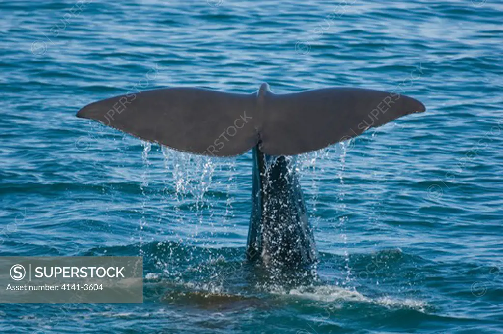 sperm whale physeter macrocephalus fluke baja california, mexico.