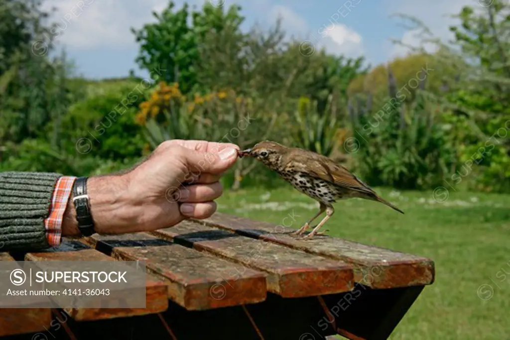 song thrush turdus philomelos being hand-fed currants isles of scilly