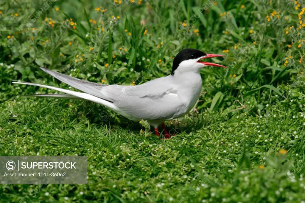arctic tern sterna paradisaea calling on breeding territory, june inner farne island