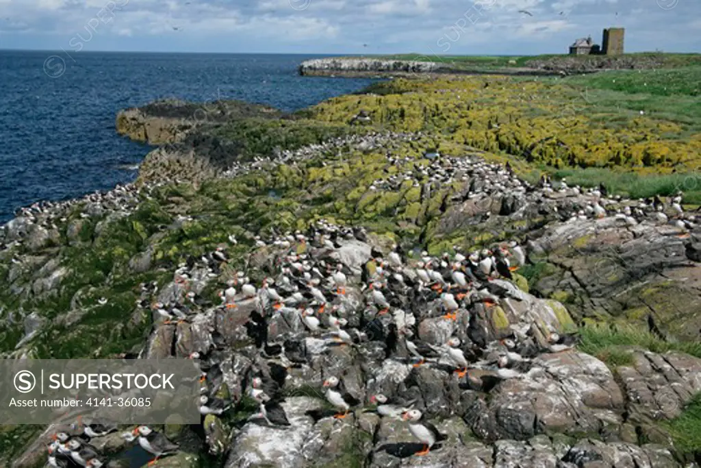 puffins large group fratercula arctica west side of staple island farne island, june