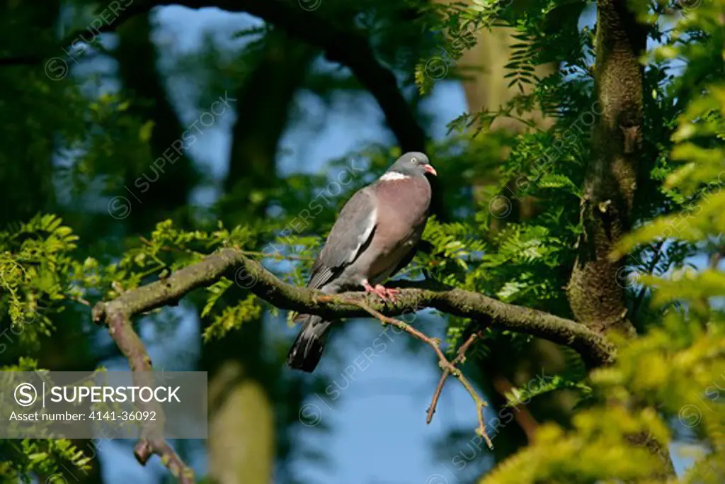 woodpigeon calling columba palumbus shown by inflated breast essex, june
