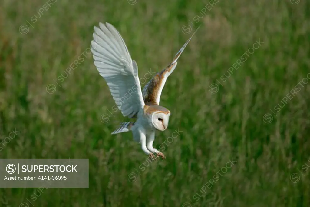barn owl about to land in meadow tyto alba yorkshire, uk