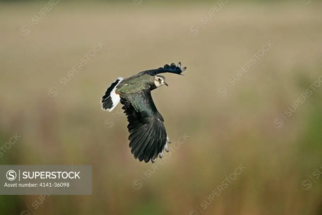 lapwing in flight vanellus vanellus essex, uk
