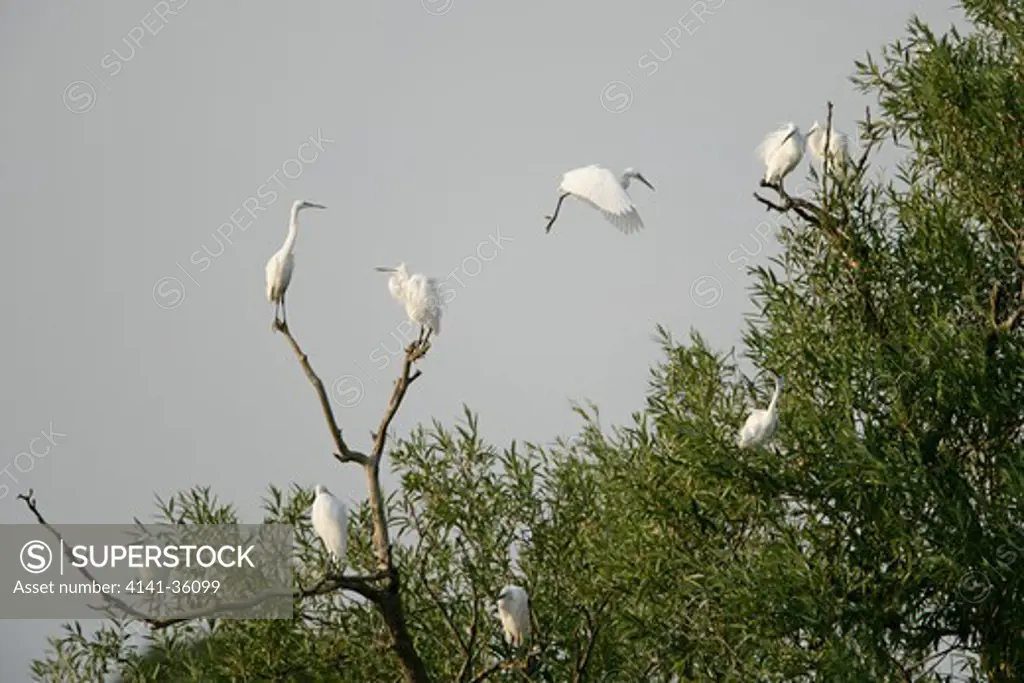 little egrets at tree roost in evening egretta garzetta essex, uk