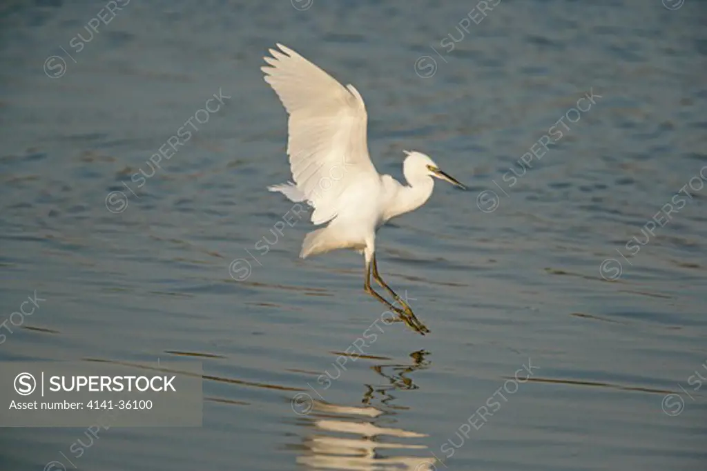 little egret landing on lake egretta garzetta