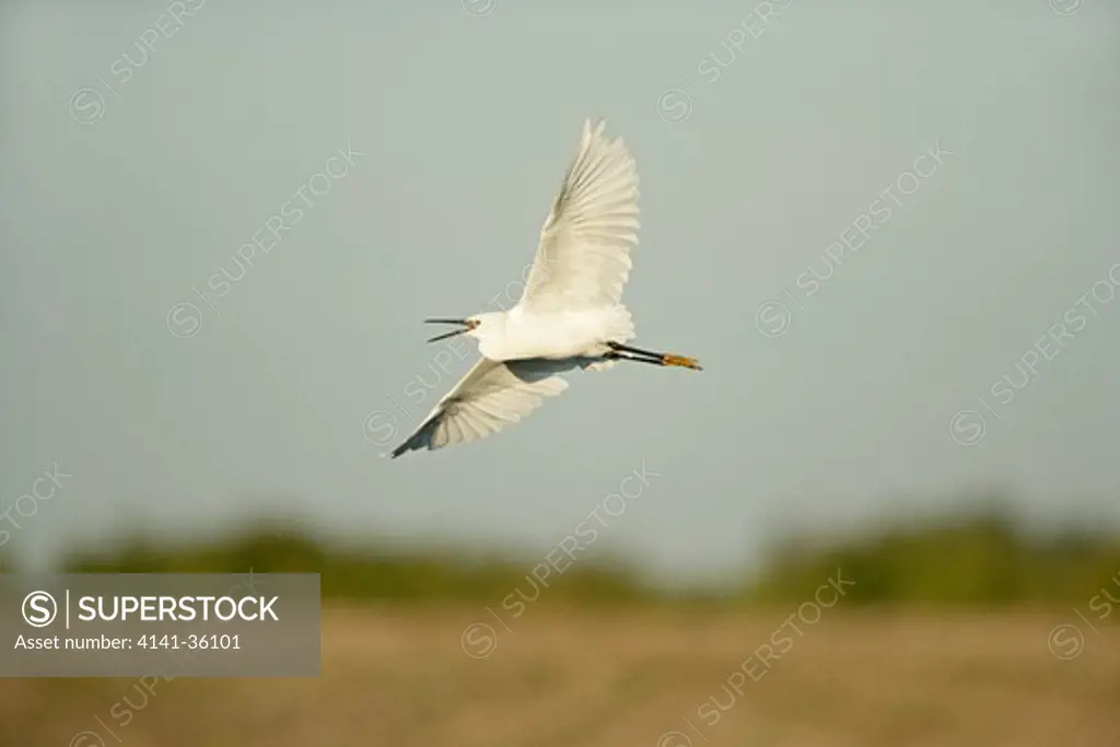 little egret in flight, calling egretta garzetta essex, uk