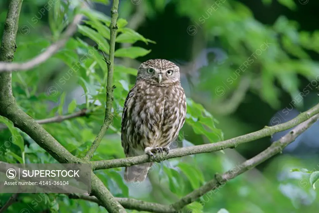 little owl perched in tree athene noctua yorkshire, uk
