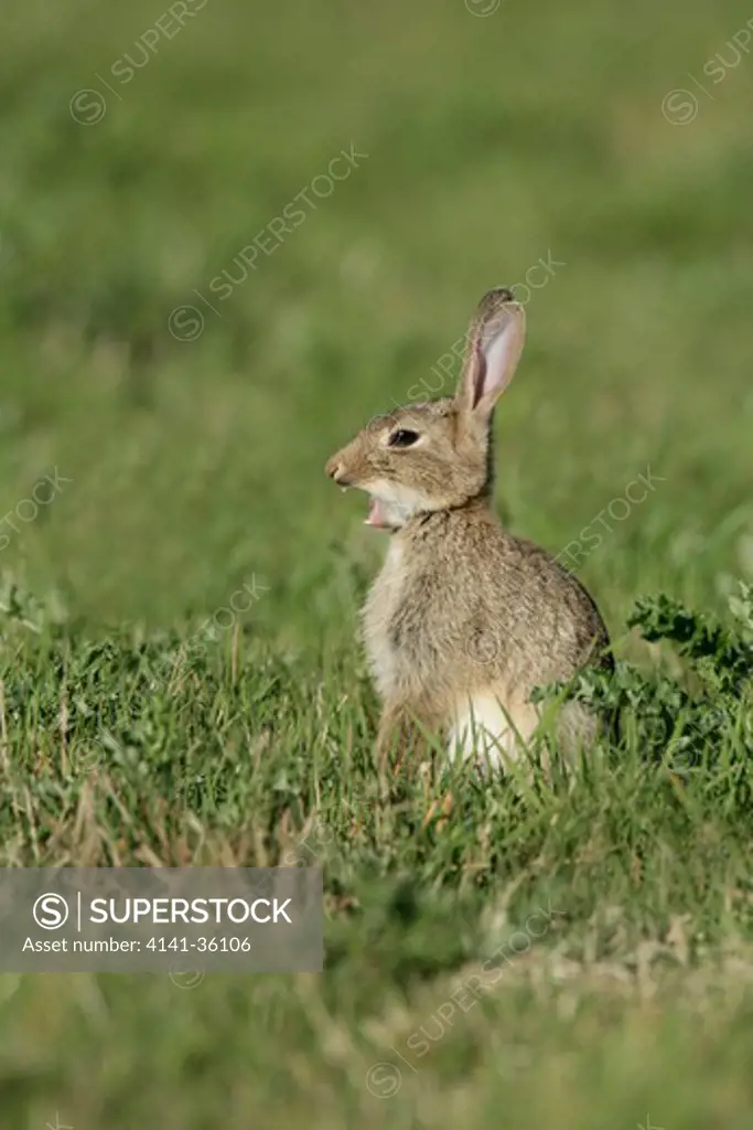 rabbit young, yawning oryctolagus cuniculus essex, uk 
