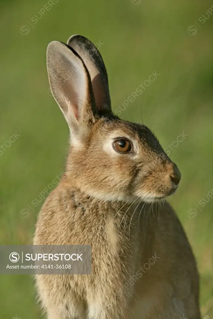 rabbit close up oryctolagus cuniculus essex, uk