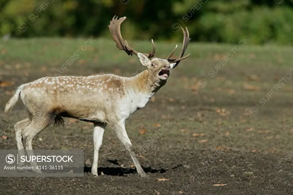 fallow deer male grunting during rut cervus dama kent, uk 