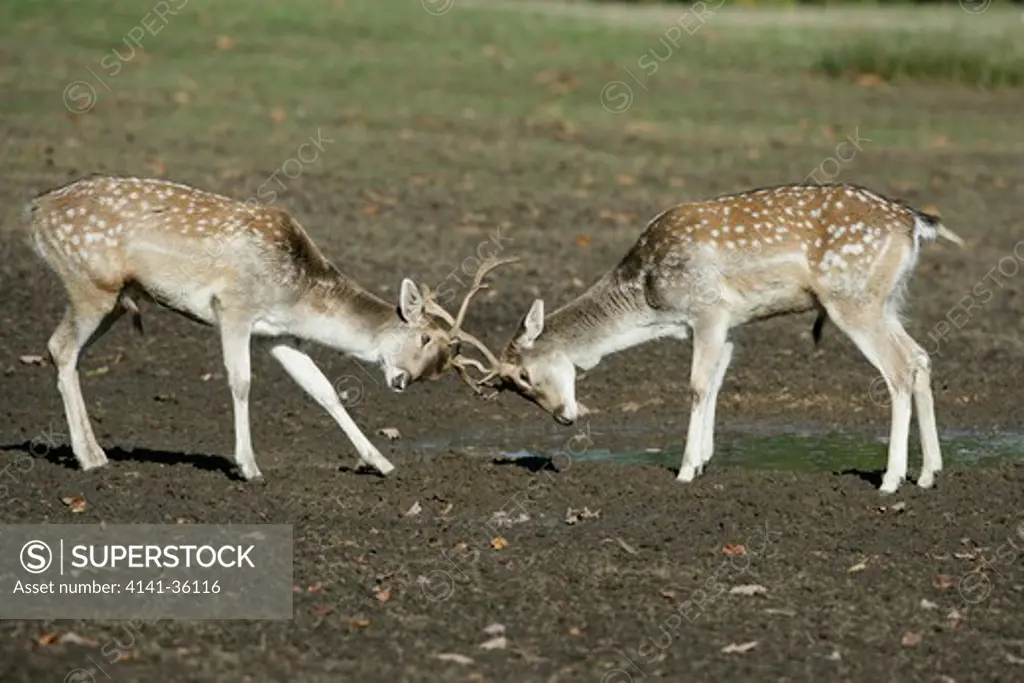 fallow deer young males sparring cervus dama kent, uk. october 