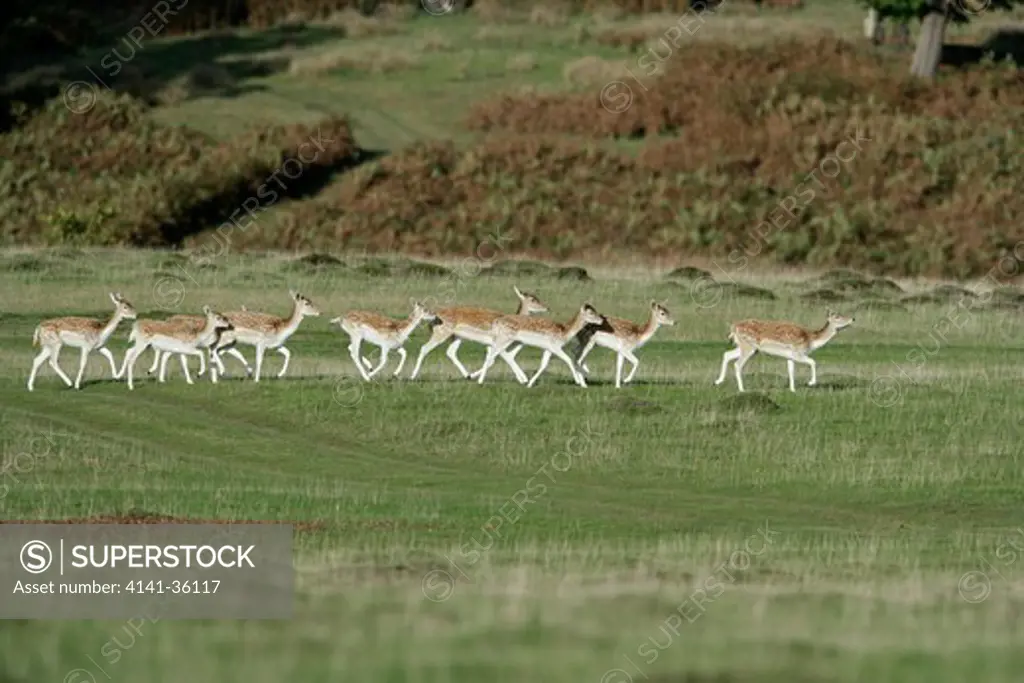 fallow deer herd of females running cervus dama kent, uk. october 