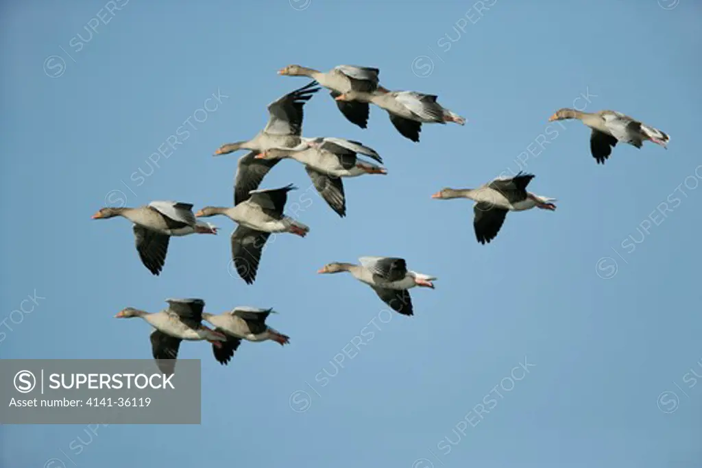 greylags flock in flight anser anser welney wwt, cambridgeshire, uk