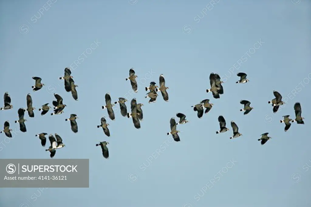 lapwings flock in flight vanellus vanellus welney wwt, cambridgeshire, uk. 