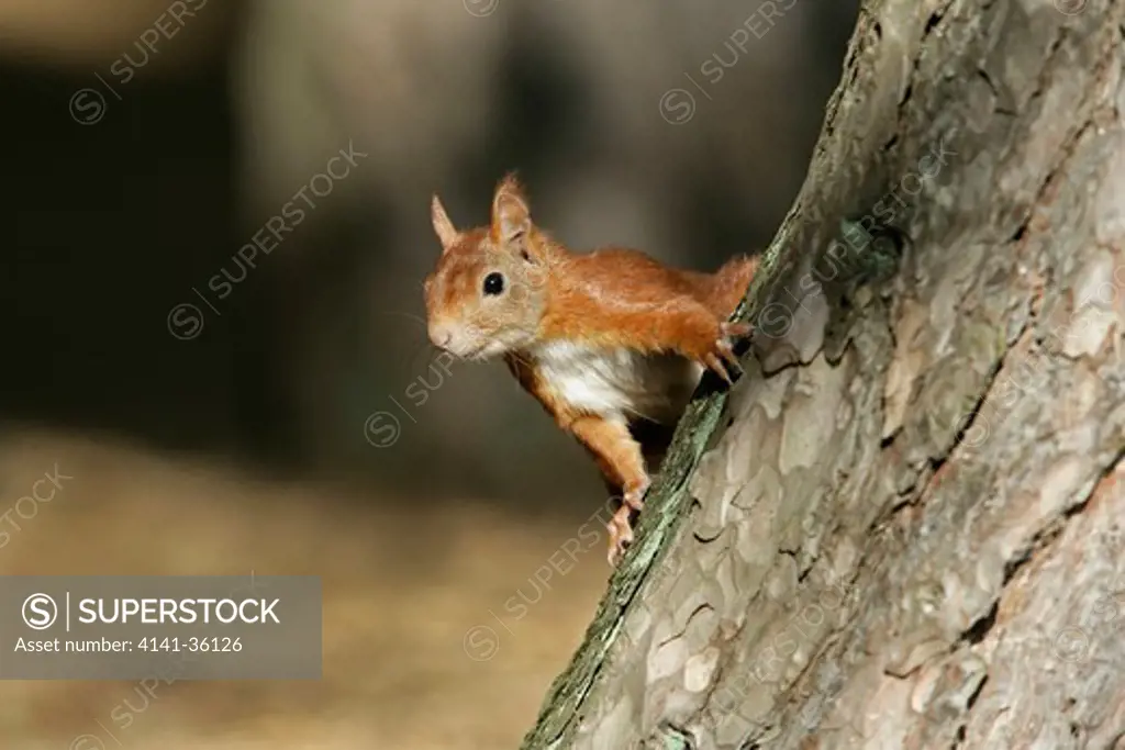 red squirrel on tree trunk sciurus vulgaris formby red squirrel reserve, uk.