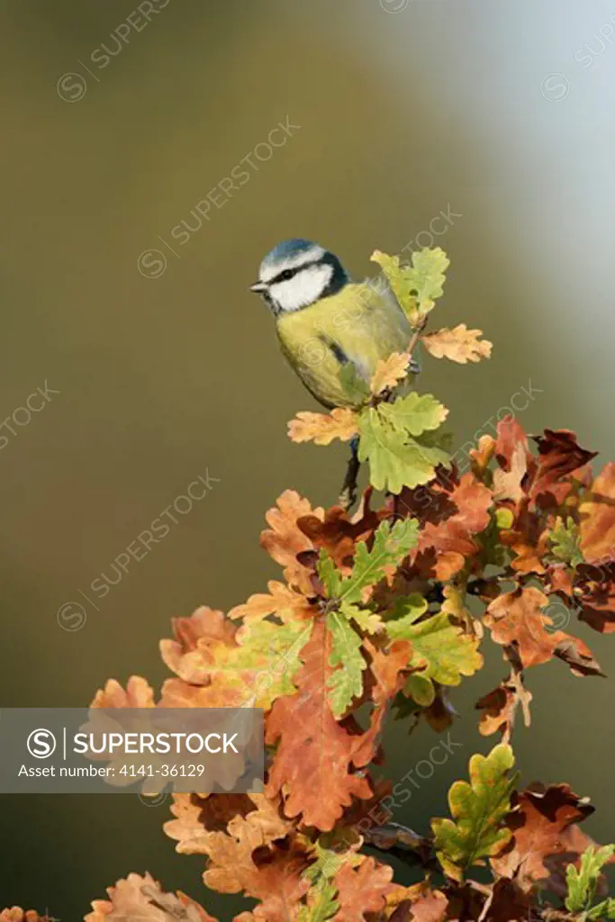 blue tit on oak twig in autumn parus caeruleus essex