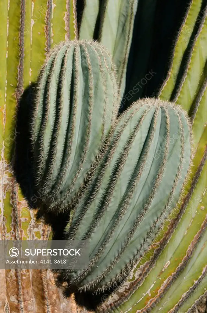 cardon cactus pachycereus pringlei new stems santa cataline is. baja california, mexico