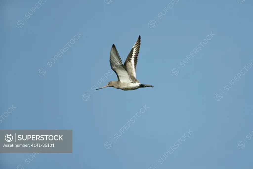 black-tailed godwit in flight limosa limosa winter plumage essex 
