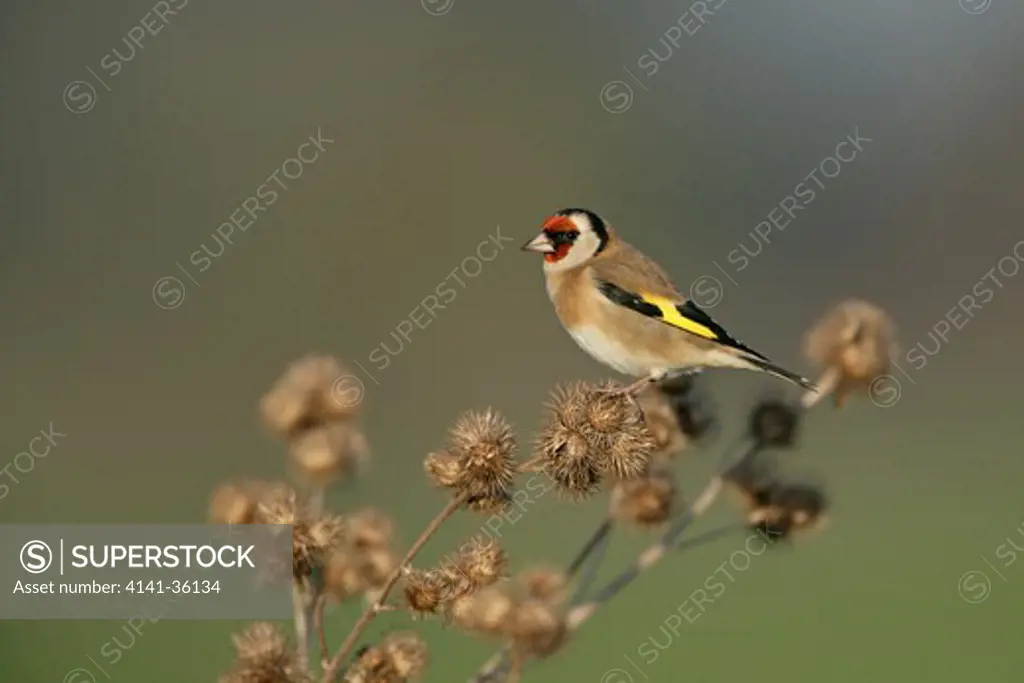 goldfinch on burdock seed head carduelis carduelis norfolk