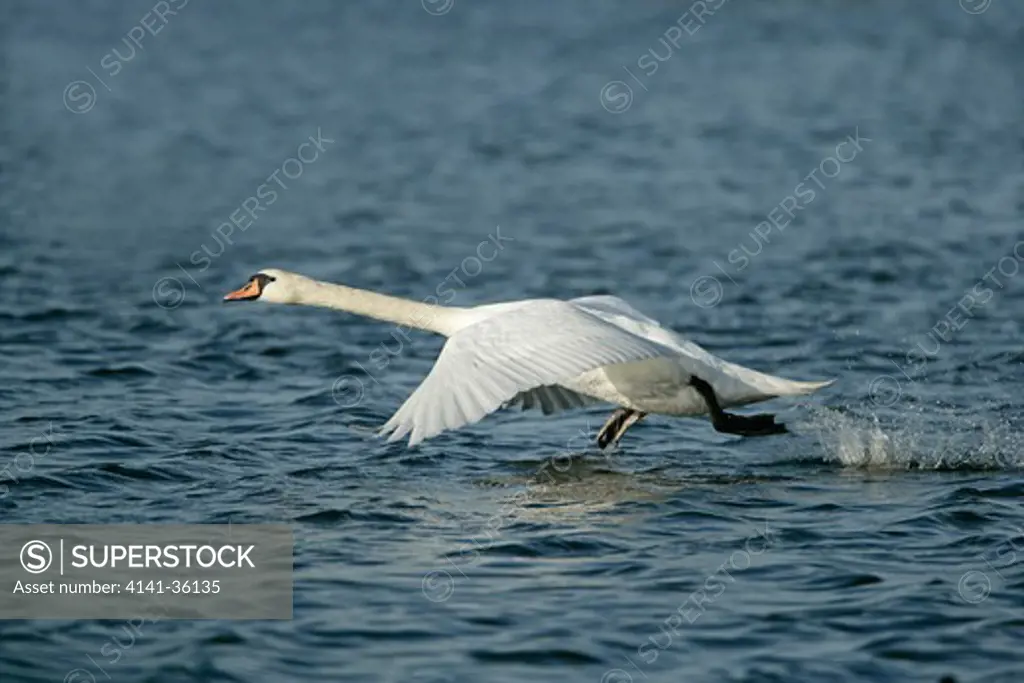 mute swan taking off cygnus olor welney wwt