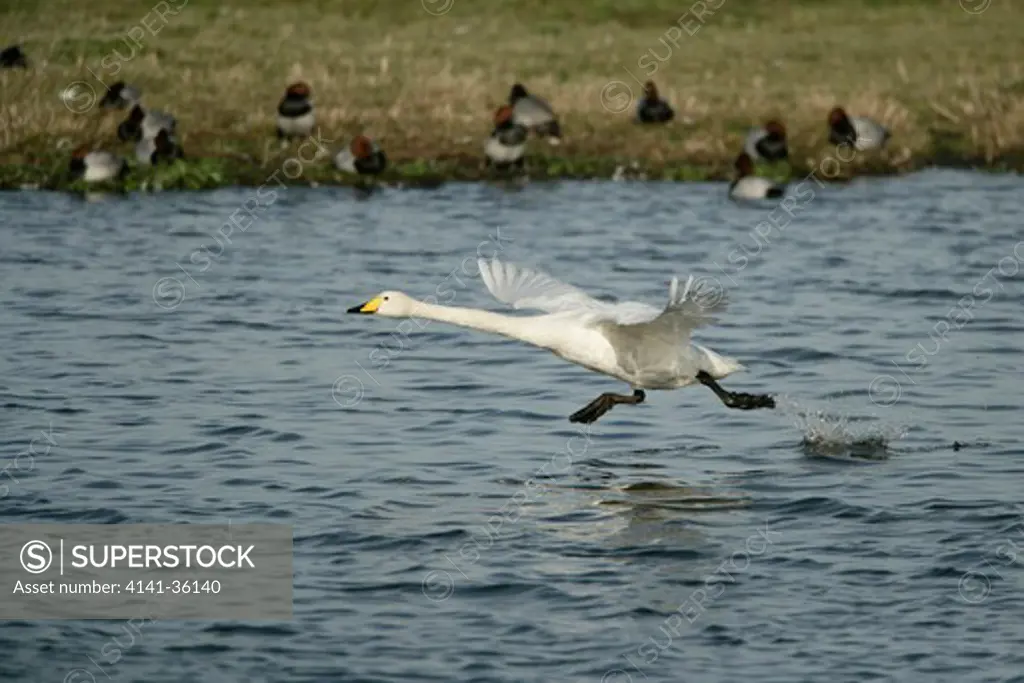 whooper swan taking off from water cygnus cygnus