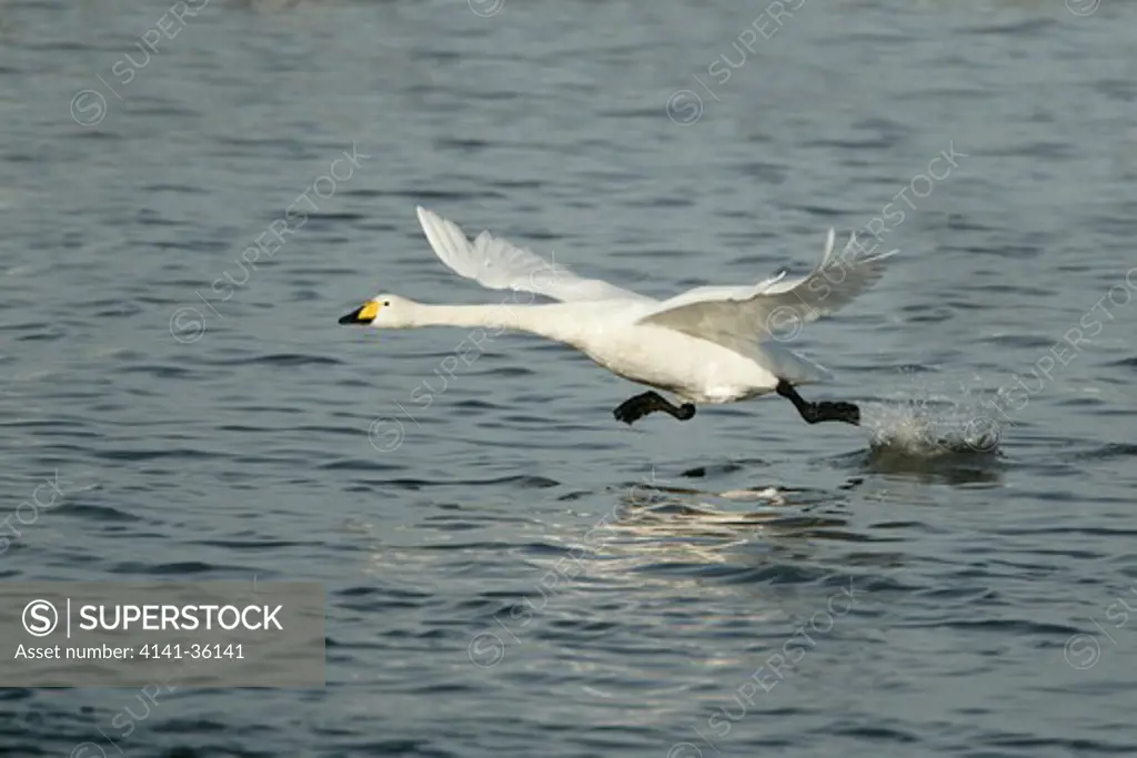 whooper swan taking off from water cygnus cygnus welney wwt