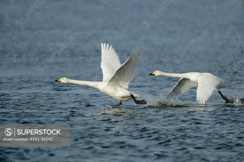 whooper swans pair taking off from water cygnus cygnus welney wwt 