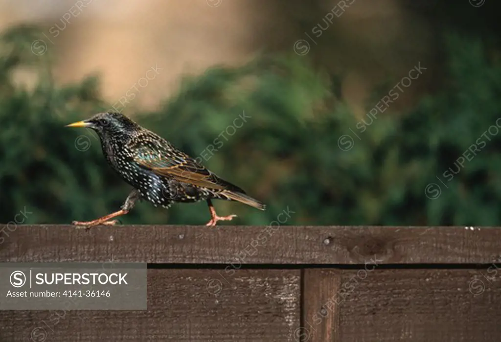 starling walking along garden fence sturnus vulgaris essex, uk 