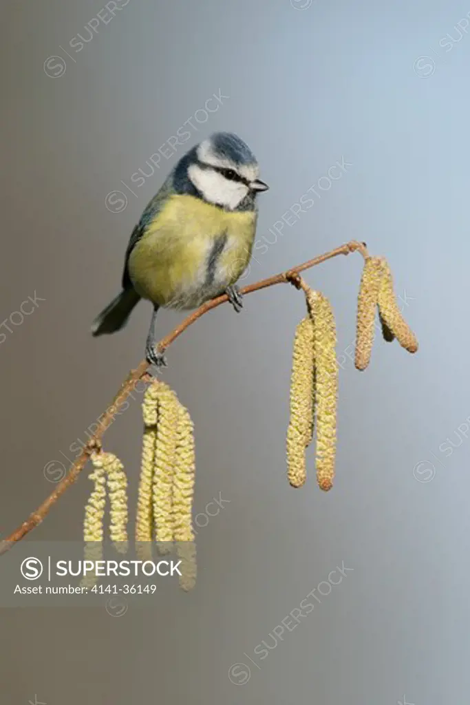 blue tit parus caeruleus perched on catkins essex, uk february 