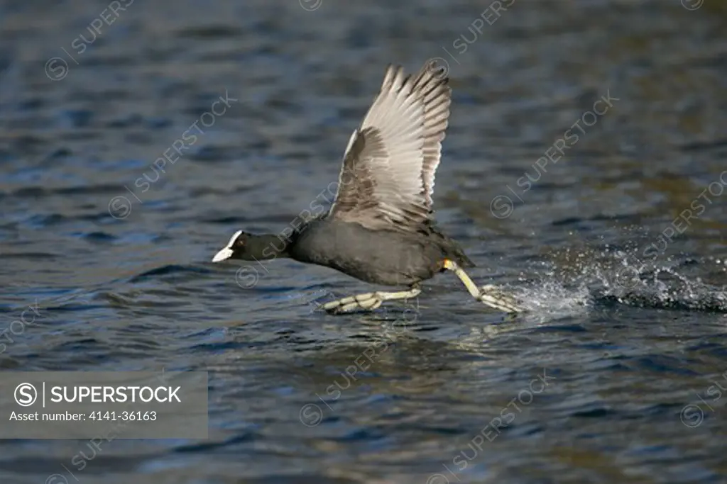coot fulica atra running and flying across water to attack rival entering it's territory essex, uk. january 