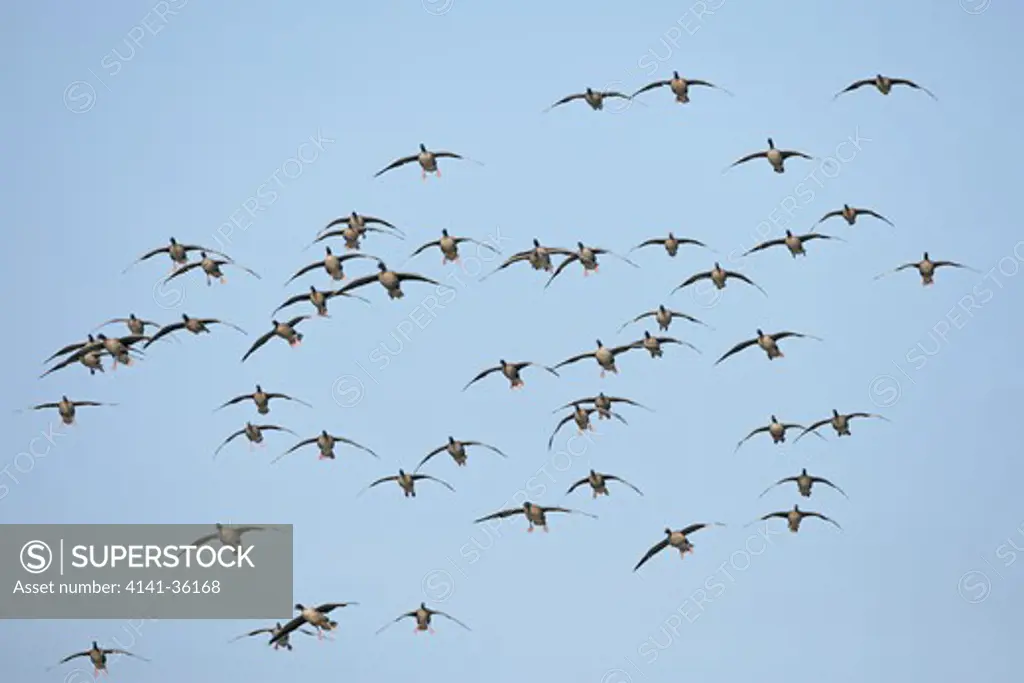 pink-footed geese anser brachyrhynchos flock gliding in to land with feet down for braking lancashire, uk. february 