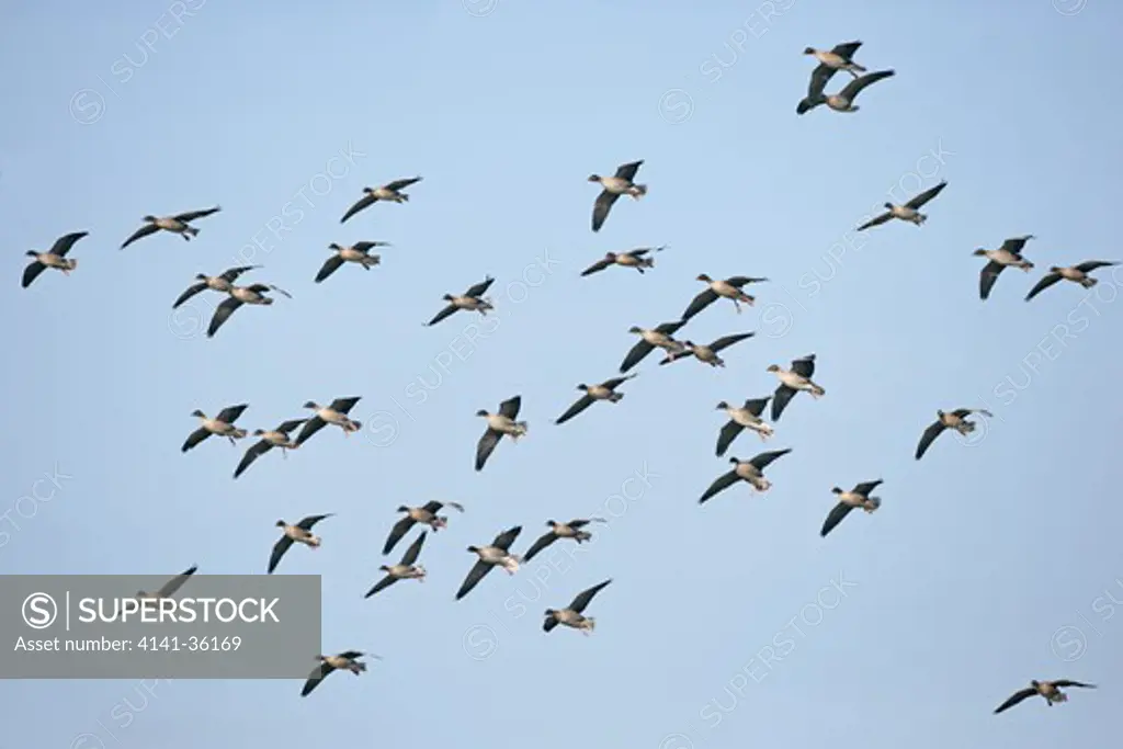 pink-footed geese anser brachyrhynchos flock gliding in to land with feet down for braking lancashire, uk. february 