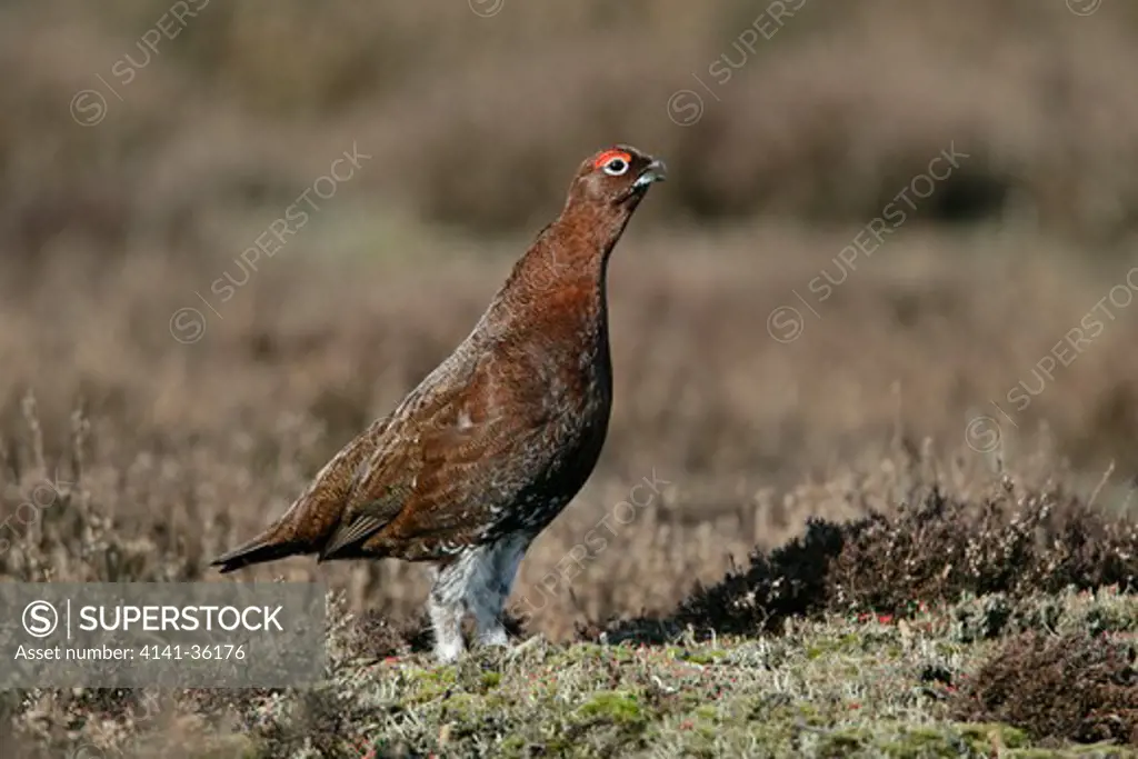 red grouse male calling lagopus lagopus north yorkshire moors, uk. march