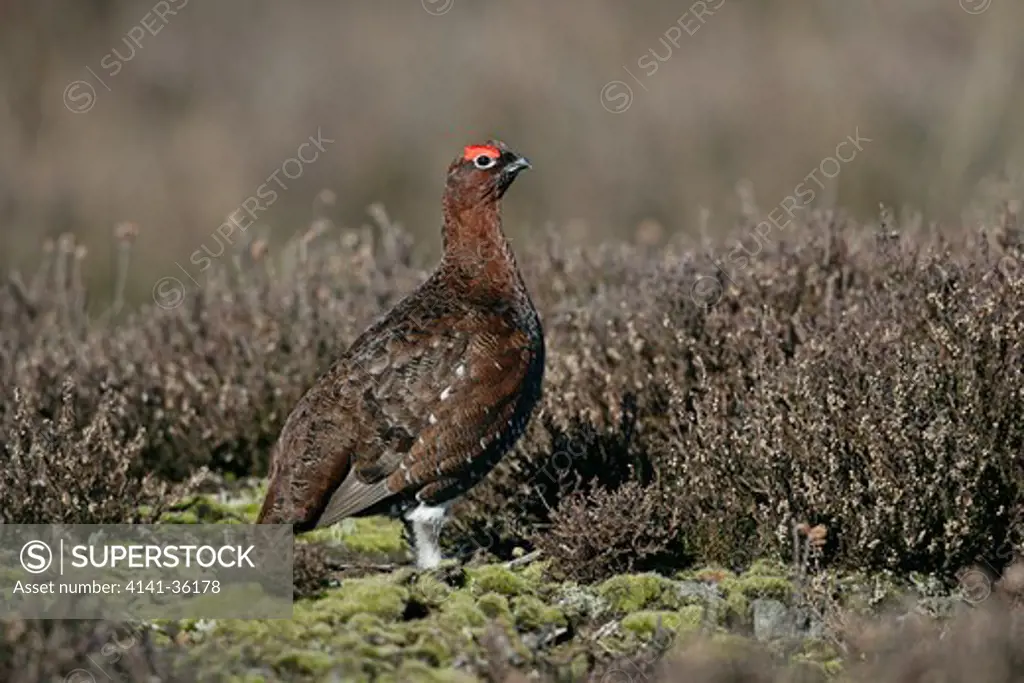 red grouse male lagopus lagopus north yorkshire moors, uk. march
