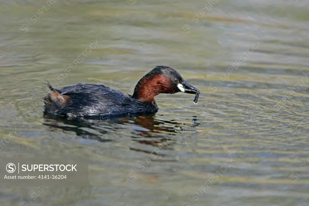 little grebe with insect larva case tachybaptus ruficollis derbyshire, uk. april