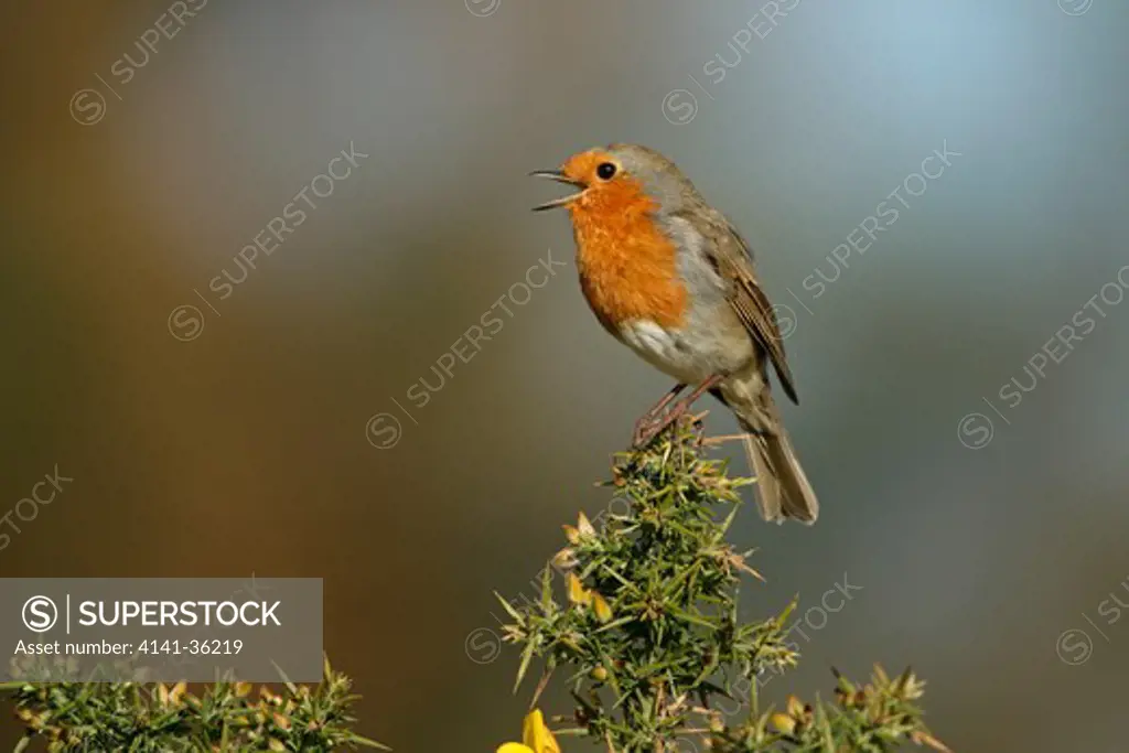 robin singing perched on gorse erithacus rubecula suffolk, uk. may 