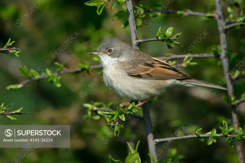 whitethroat male sylvia communis essex, uk. may