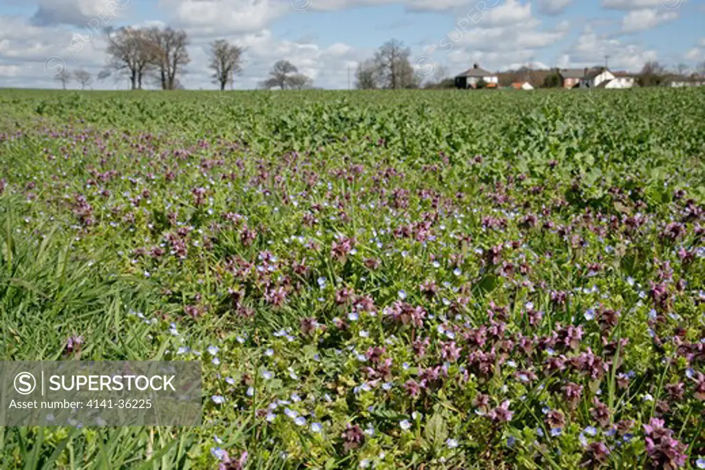 wildflowers at edge of rapeseed crop essex, uk. april 