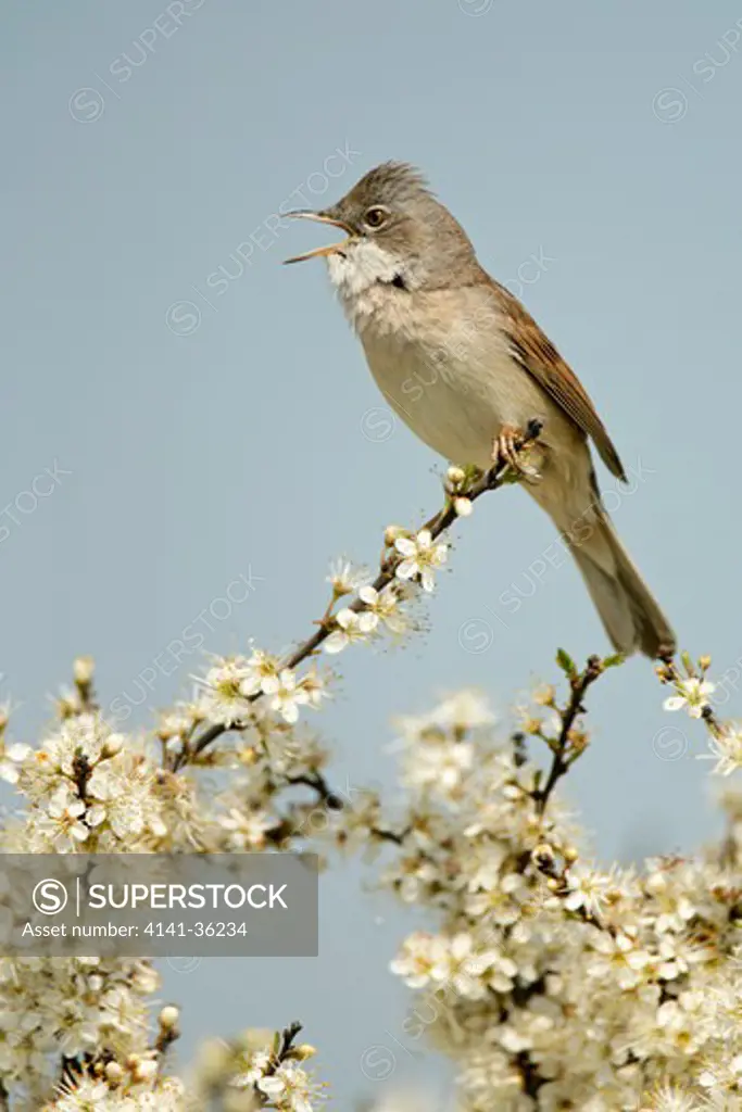 whitethroat sylvia communis male singing perched on blackthorn blossom essex, uk. may 