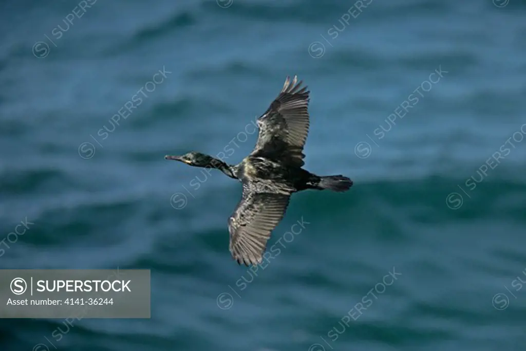 shag in flight over sea phalacrocorax aristotelis fetlar, shetland, uk. june 