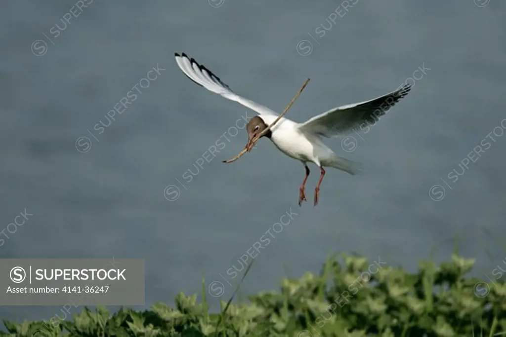 black-headed gull larus ridibundus in flight over nest carrying nest material minsmere rspb reserve, suffolk, uk june