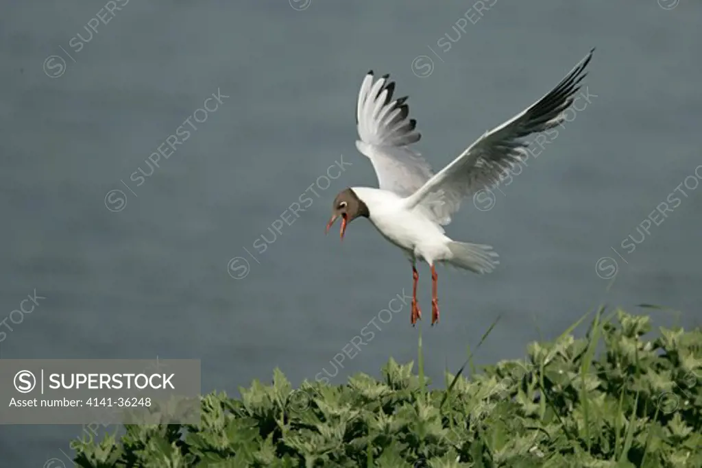 black-headed gull larus ridibundus hovering and calling over nest site minsmere rspb reserve, suffolk, uk june