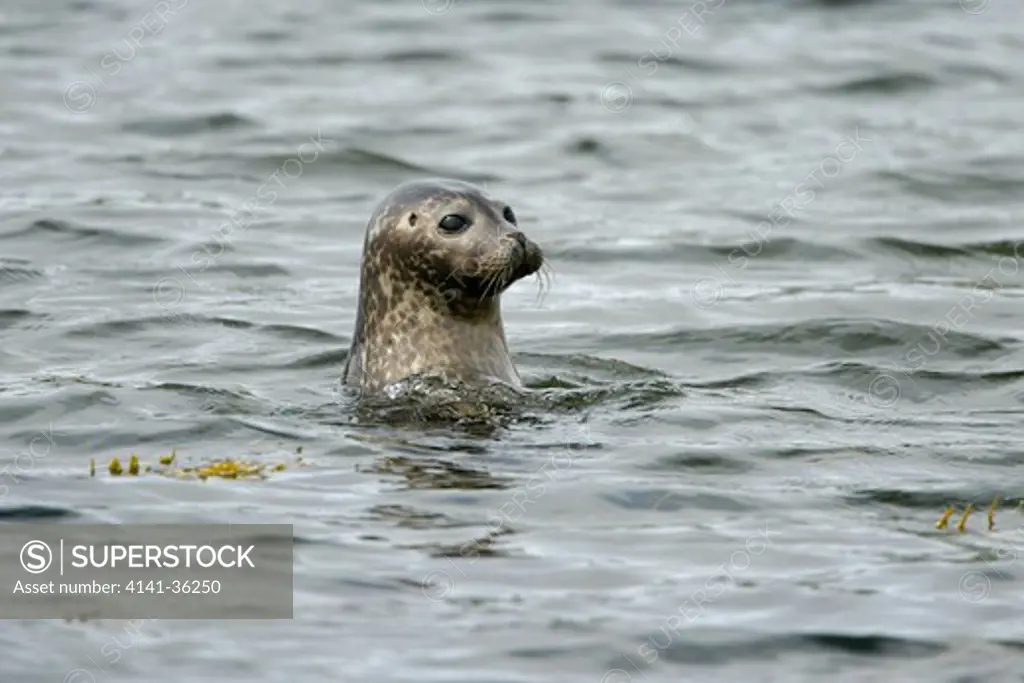 common seal young spy-hopping phoca vitulina yell, shetland, uk. may