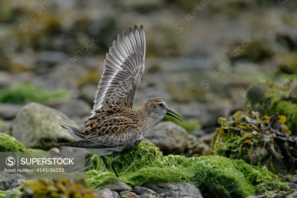 dunlin male calidris alpina performing one wing lift display and ground singing (trill) in territorial feeding dispute with rival male yell, shetland, uk. 
